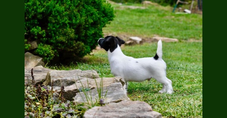 Photo of Oreo, a Russell-type Terrier 
