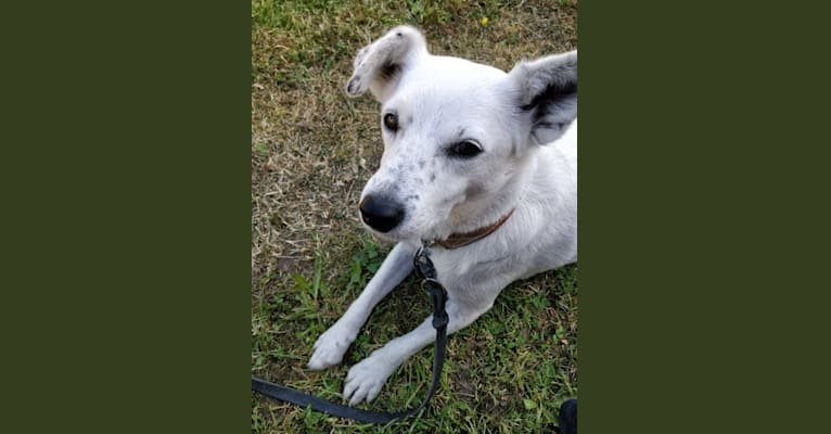 Livia, an European Village Dog and Brittany mix tested with EmbarkVet.com