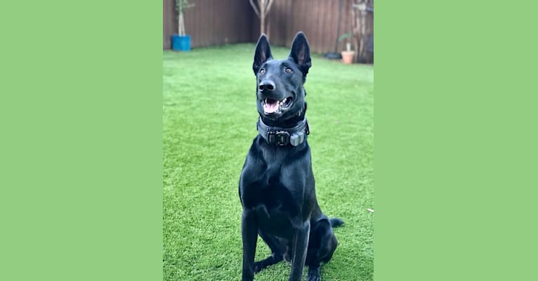 Gator, a Belgian Shepherd tested with EmbarkVet.com