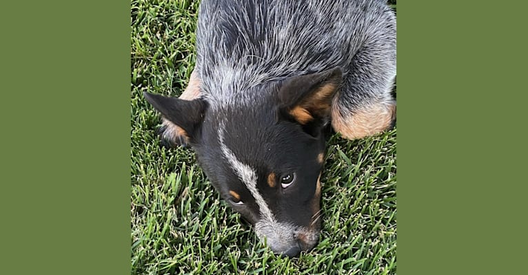 Banx, an Australian Cattle Dog tested with EmbarkVet.com