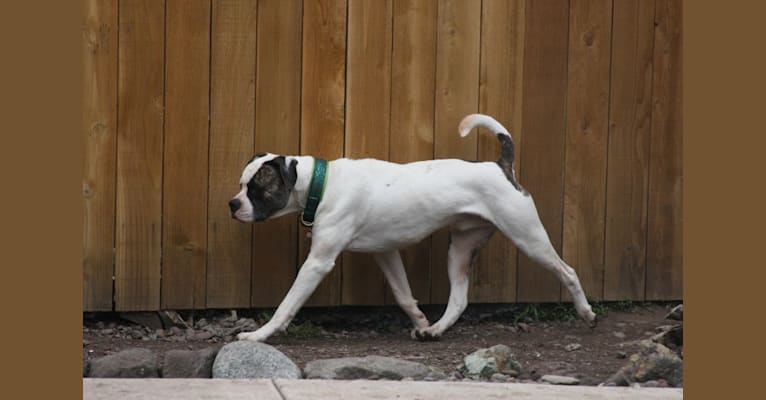 Dragon, an American Bulldog tested with EmbarkVet.com