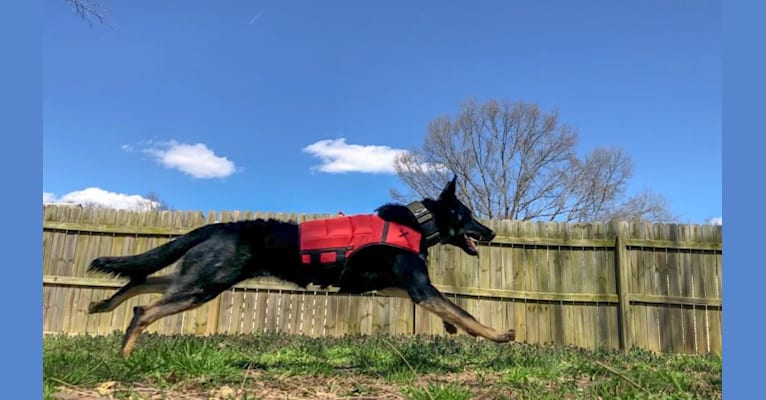 Kojak, a German Shepherd Dog tested with EmbarkVet.com