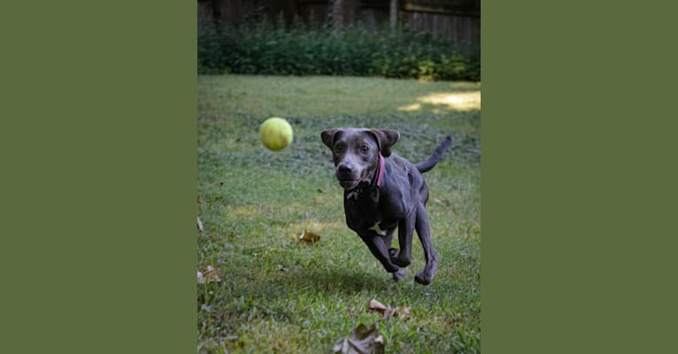 Sophie, a Labrador Retriever and American Pit Bull Terrier mix tested with EmbarkVet.com