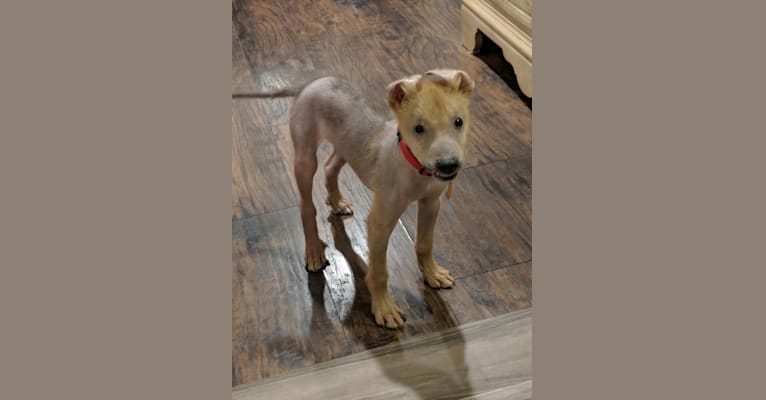 embark dog dna test breed