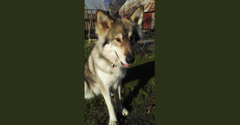 Akira, a German Shepherd Dog and Alaskan Malamute mix tested with EmbarkVet.com
