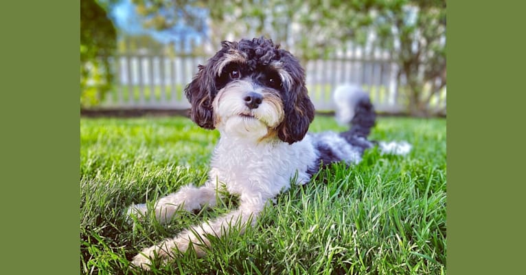 Junie, a Cavalier King Charles Spaniel and Poodle (Small) mix tested with EmbarkVet.com