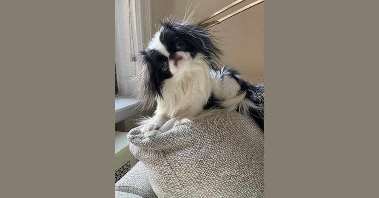 Photo of Daisy, a Japanese Chin  in Scarsdale, New York, USA