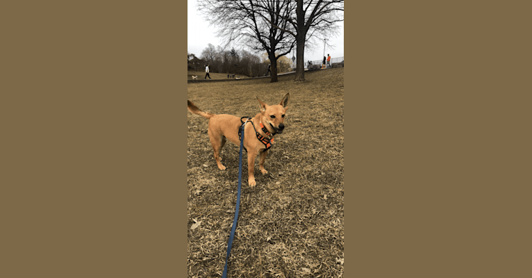 Photo of Goober, a Chihuahua, Chow Chow, Australian Cattle Dog, Russell-type Terrier, Siberian Husky, Pomeranian, and Mixed mix in Texas, USA