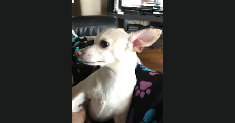 Andy, a Chihuahua tested with EmbarkVet.com