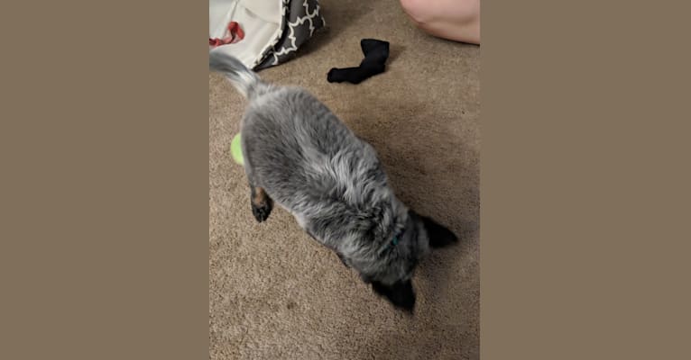 Odin 'stinky butt' Mussatti, an Australian Cattle Dog tested with EmbarkVet.com