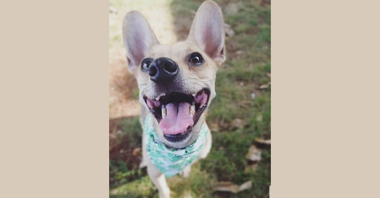 Ryder, a Chihuahua and Cocker Spaniel mix tested with EmbarkVet.com