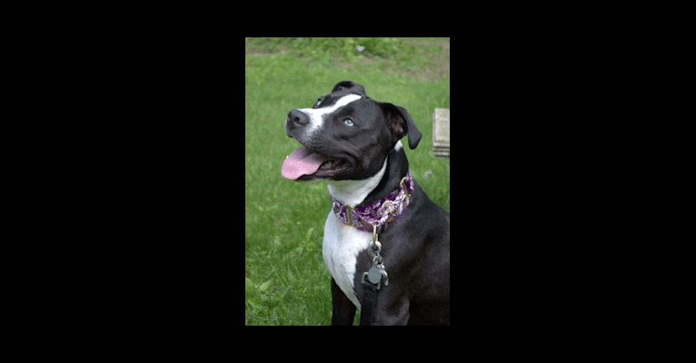 Bella Notte, an American Pit Bull Terrier and American Staffordshire Terrier mix tested with EmbarkVet.com