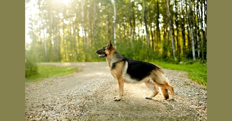 Keeka, a German Shepherd Dog tested with EmbarkVet.com