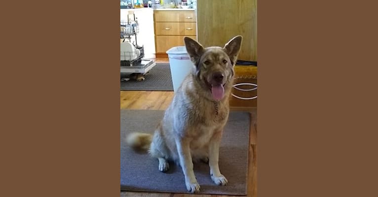 Sela, an Alaskan Malamute and German Shepherd Dog mix tested with EmbarkVet.com