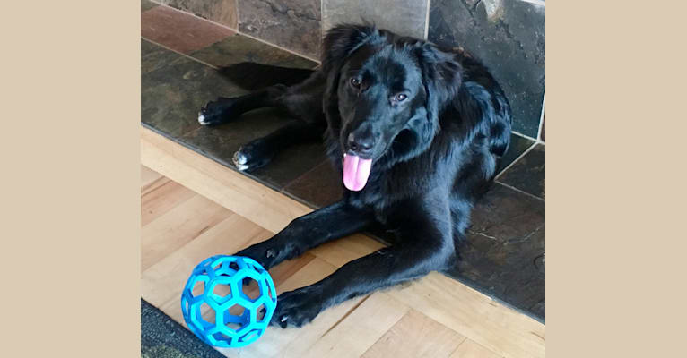 Drogo, a Labrador Retriever and German Shepherd Dog mix tested with EmbarkVet.com