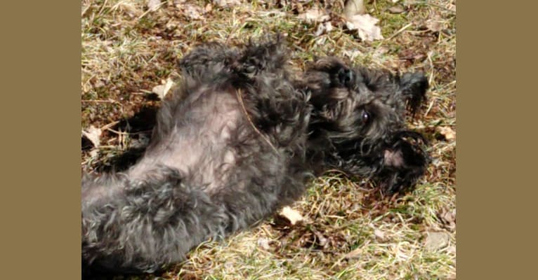 Remy, a Schnoodle tested with EmbarkVet.com