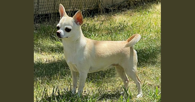 Olive, a Chihuahua tested with EmbarkVet.com