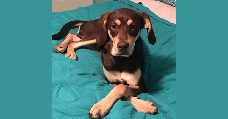 Embark Dog DNA Test Breed