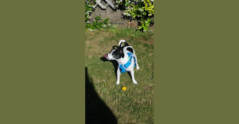 Topper, a Chihuahua tested with EmbarkVet.com