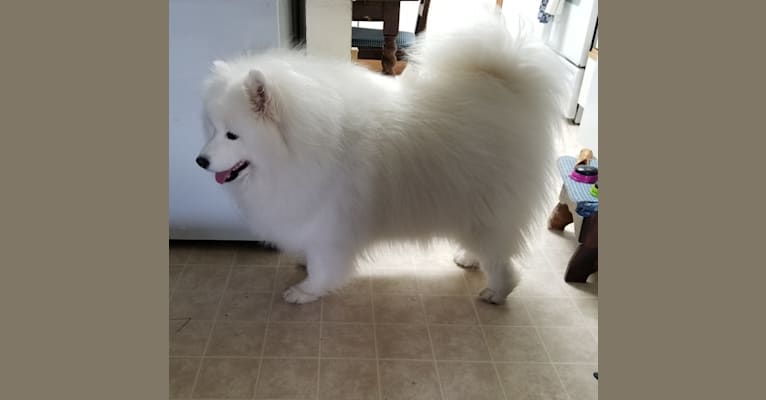 Shelby, a Samoyed tested with EmbarkVet.com