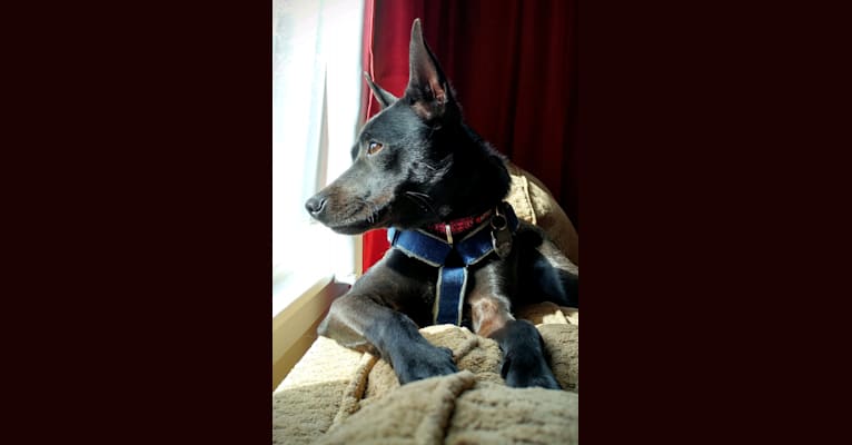 Mazie, a Formosan Mountain Dog tested with EmbarkVet.com