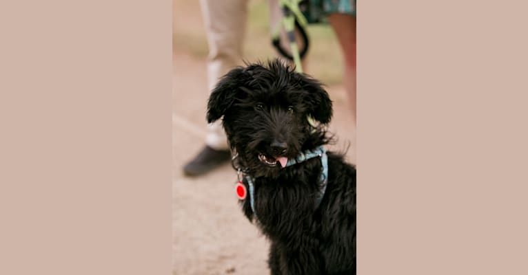 Ash, a Poodle (Standard) and German Shepherd Dog mix tested with EmbarkVet.com