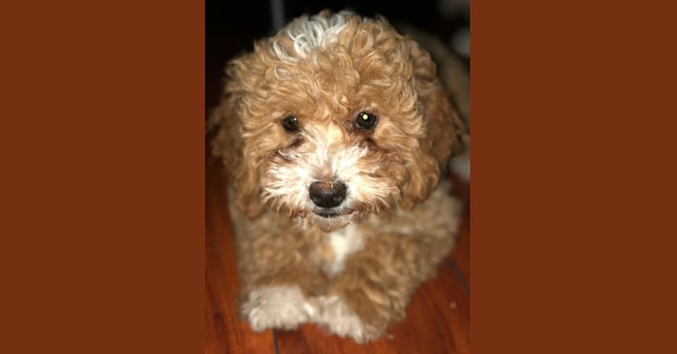 Cutie Pie, a Poodle (Small) and Bichon Frise mix tested with EmbarkVet.com