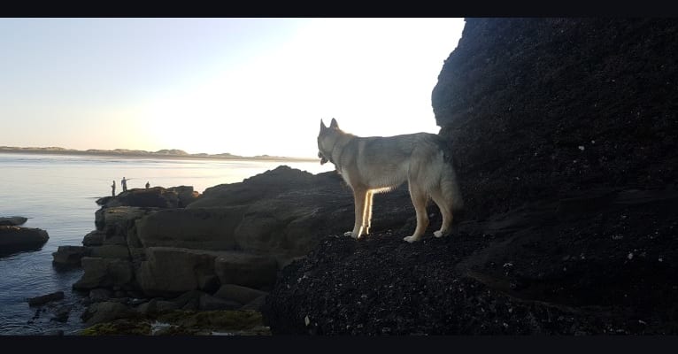 Photo of Kalen, a German Shepherd Dog, Siberian Husky, and Alaskan Malamute mix in Camolin, County Wexford, Ireland