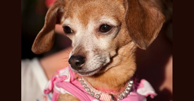 Chiweenie, a Chihuahua and Dachshund mix tested with EmbarkVet.com