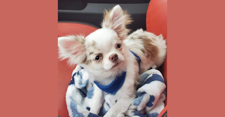 Spenser, a Chihuahua tested with EmbarkVet.com