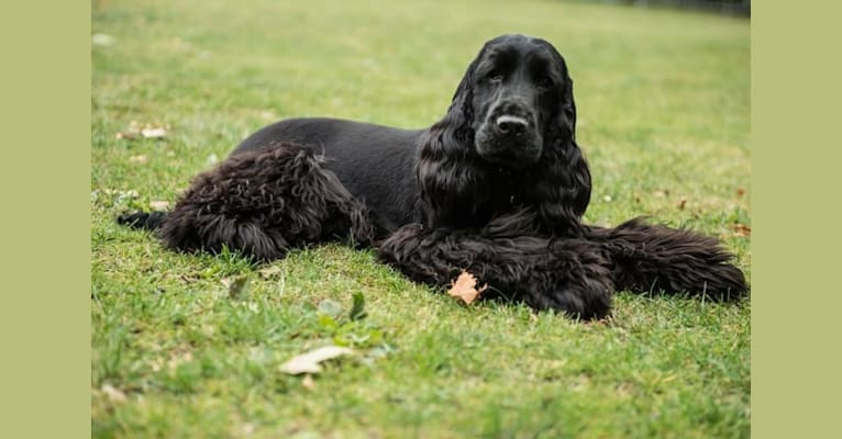 Oscar, an English Cocker Spaniel tested with EmbarkVet.com