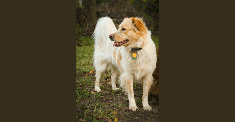 Wendy, a Great Pyrenees and American Pit Bull Terrier mix tested with EmbarkVet.com