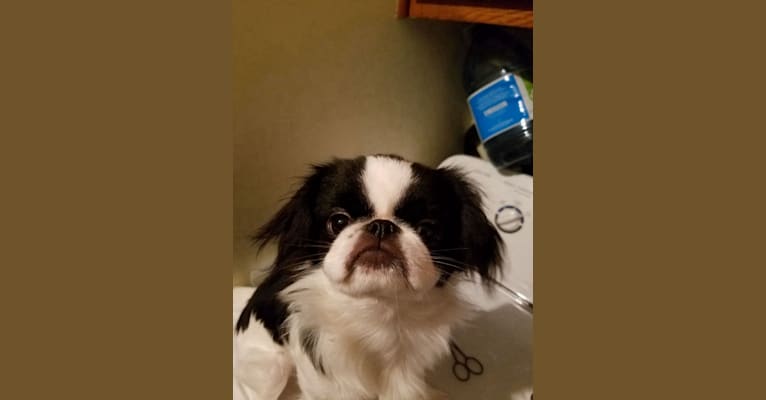 Happy, a Japanese Chin tested with EmbarkVet.com