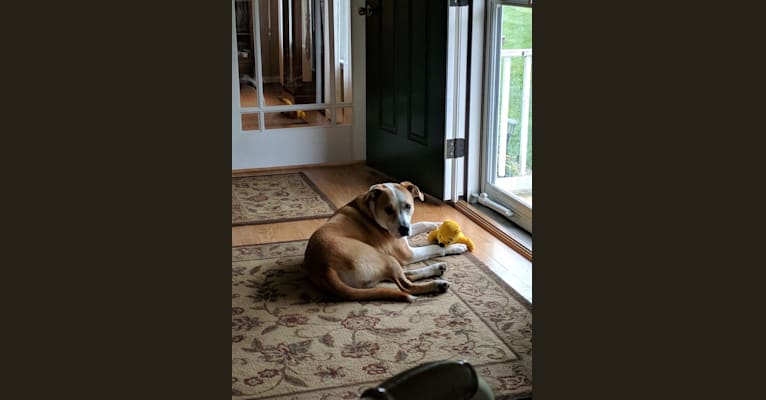 Remi, a Staffordshire Terrier and Border Collie mix tested with EmbarkVet.com