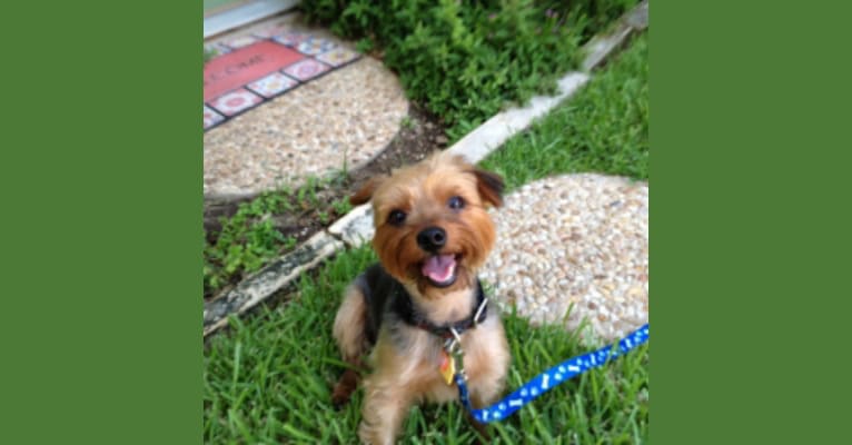Corbu, a Yorkshire Terrier tested with EmbarkVet.com