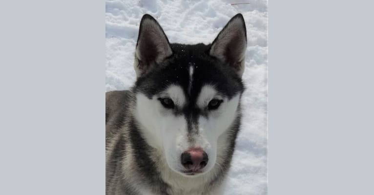 Photo of Stanley, a Siberian Husky  in Phelps, Wisconsin, USA