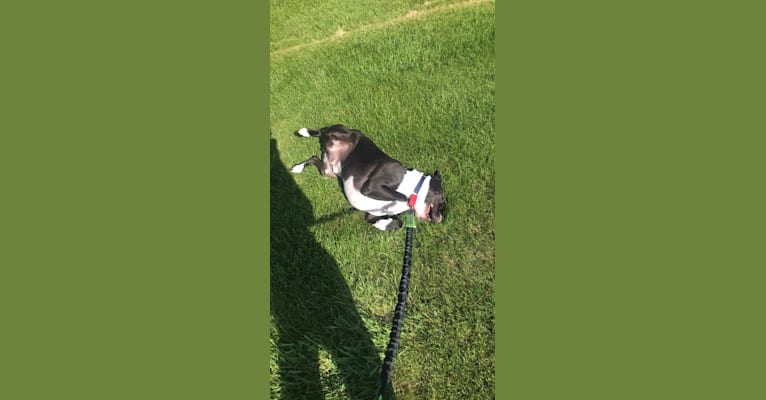 Roger, an American Bully and Rat Terrier mix tested with EmbarkVet.com
