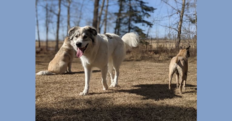 Photo of Peggy, a Great Pyrenees, Maremma Sheepdog, and Mixed mix in Buffalo Lake Metis Settlement, Alberta, Canada