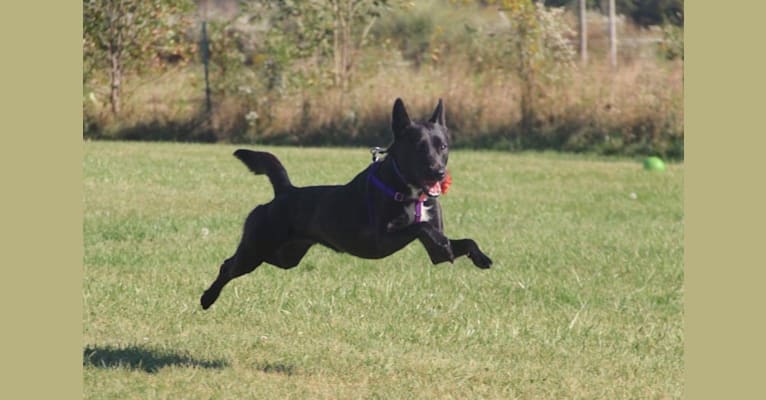 Jade, a Japanese or Korean Village Dog and Jindo mix tested with EmbarkVet.com