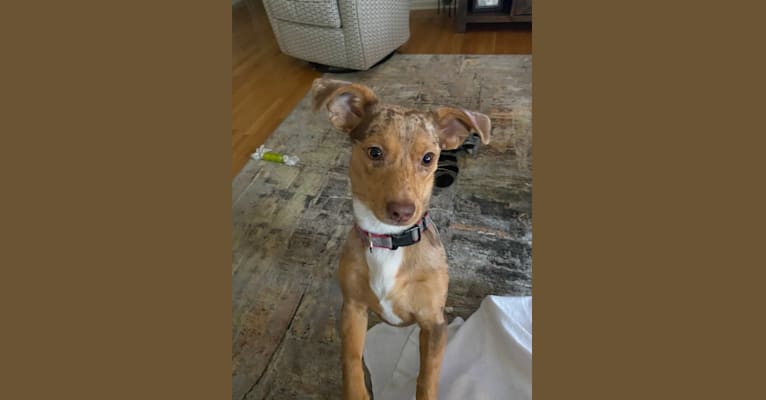 Mokie, a Dachshund and Russell-type Terrier mix tested with EmbarkVet.com