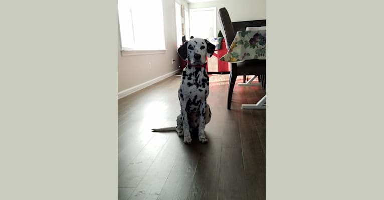 Photo of Chevy, a Dalmatian (6.4% unresolved) in Parkton, Maryland, USA
