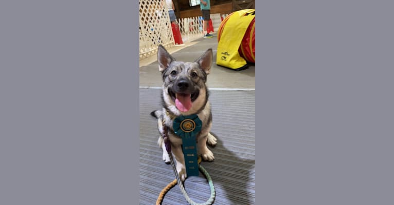 Ferngully, a Swedish Vallhund tested with EmbarkVet.com