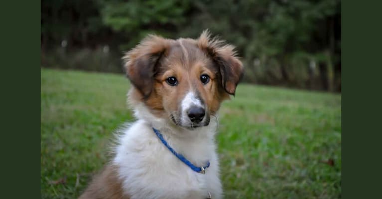 Millie (fka "Brooklyn"), a Collie (Scottish-Type) tested with EmbarkVet.com