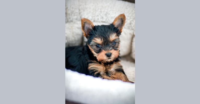 Rosie, a Yorkshire Terrier tested with EmbarkVet.com