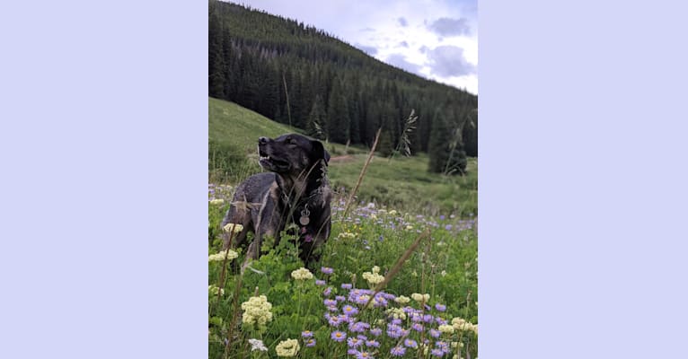 Rosie, a Rottweiler and Siberian Husky mix tested with EmbarkVet.com