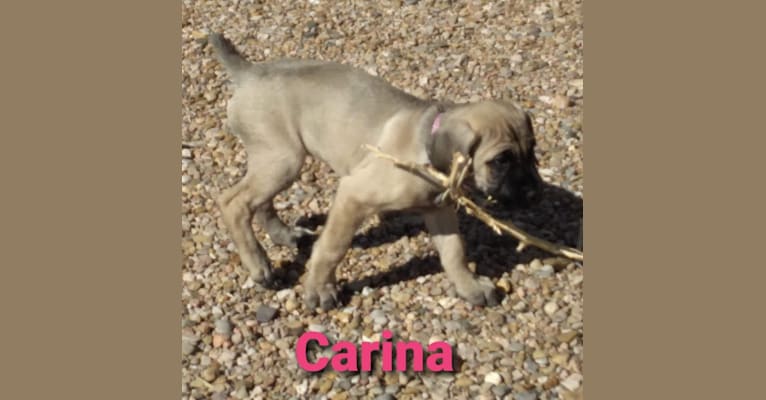 Beloved Corina, a Cane Corso tested with EmbarkVet.com