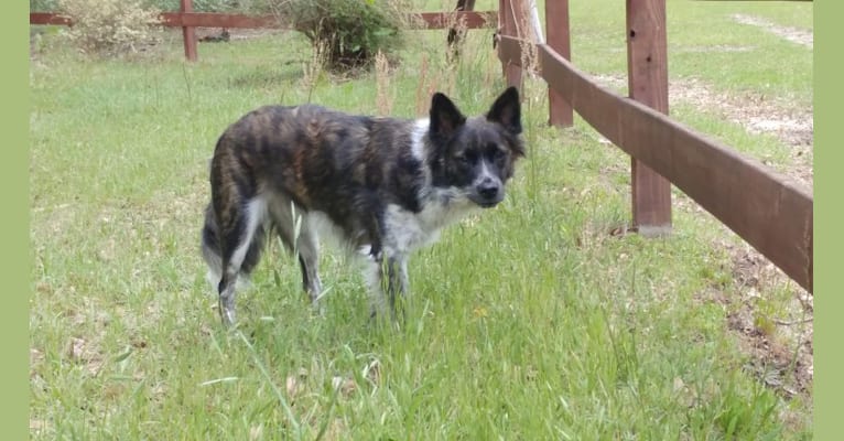Photo of Kodi, a Chow Chow, American Pit Bull Terrier, Beagle, and Mixed mix