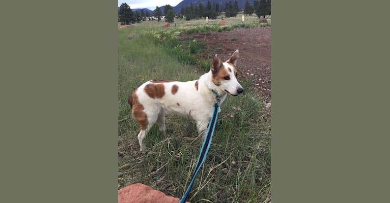 Photo of Amos, an Australian Cattle Dog and Mixed mix in Florence, Arizona, USA
