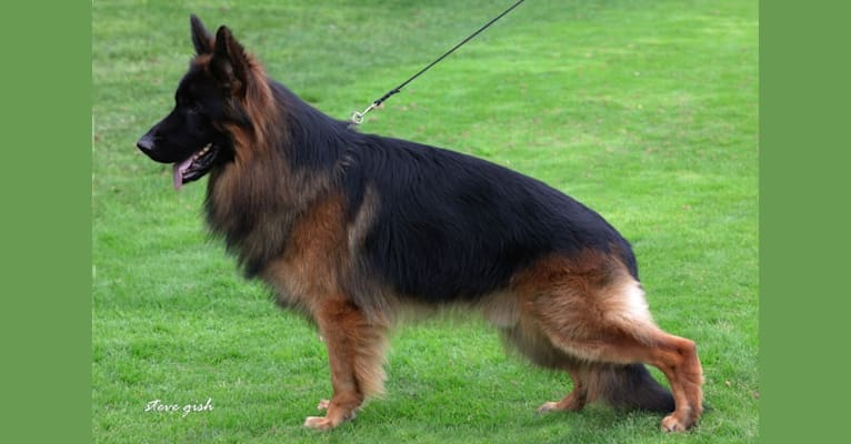 Eikon von den Bären, a German Shepherd Dog tested with EmbarkVet.com