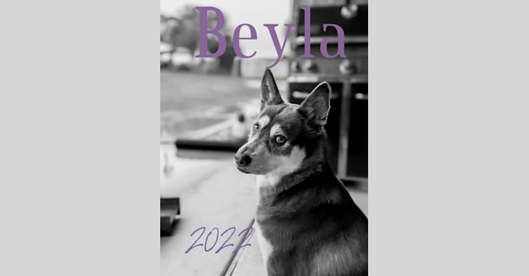 Beyla, a Chow Chow and Siberian Husky mix tested with EmbarkVet.com